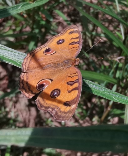 ผีเสื้อแพนซีมยุรา · Peacock Pansy · Junonia almana