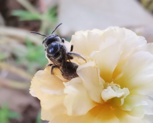 ผึ้งตอมเหงื่อแถบขาว · White Combed-Sweat Bee · Lasioglossum albescens