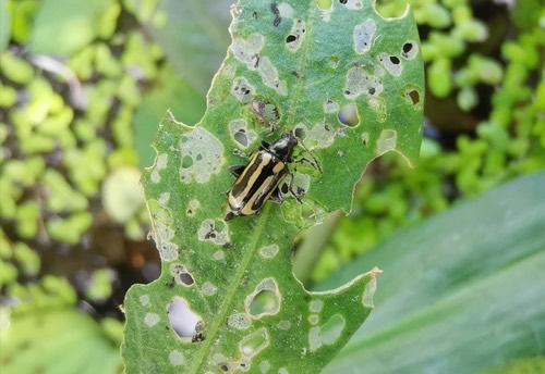 Alligatorweed Flea Beetle · Agasicles hygrophila