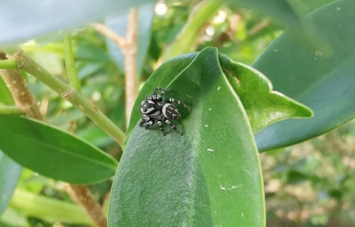 Carrhotus sannio
