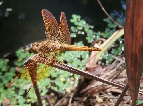 แมลงปอบ้านปีกเปื้อนส้ม · Ditch Jewel · Brachythemis contaminata