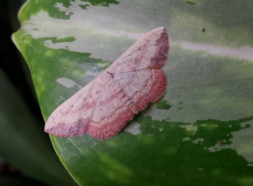 Scopula caesaria