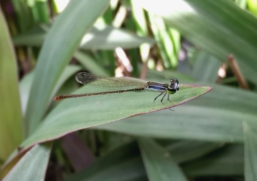 แมลงปอเข็มเล็กธรรมดา · Wandering Midget · Agriocnemis pygmaea