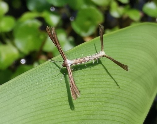 Dwarf Plume Moth · Exelastis pumilio