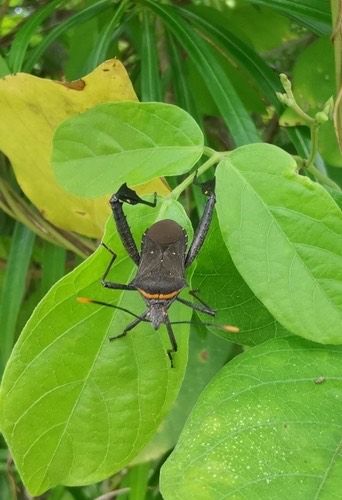 Citron Bug · Leptoglossus gonagra