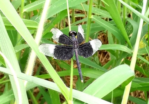 แมลงปอบ้านปีกแต้มดำ · Pied Paddy Skimmer · Neurothemis tullia