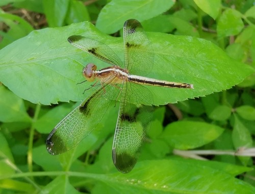 แมลงปอบ้านปีกแต้มดำ · Pied Paddy Skimmer · Neurothemis tullia