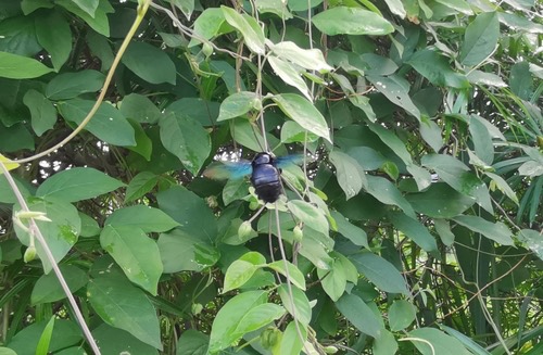 แมลงภู่ยักษ์หนวดแคบ · Slender-scaped Carpenter Bee · Xylocopa tenuiscapa