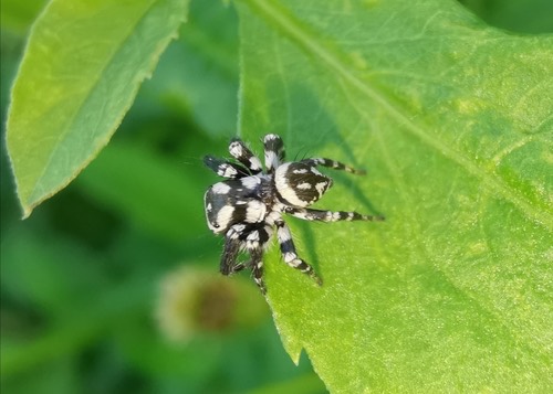 Carrhotus sannio