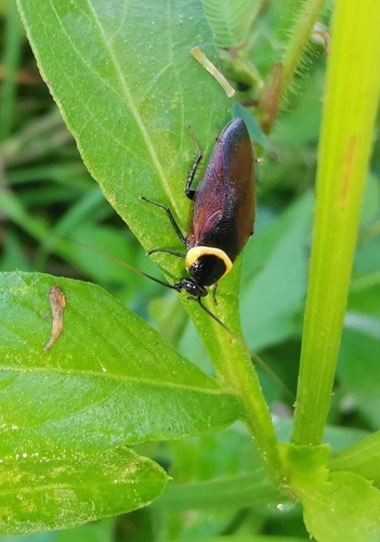 แมลงสาบไม้ · Pallid Sun Roach · Hemithyrsocera palliata