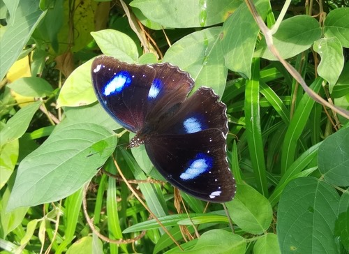 ผีเสื้อปีกไข่ใหญ่ · Great Eggfly · Hypolimnas bolina