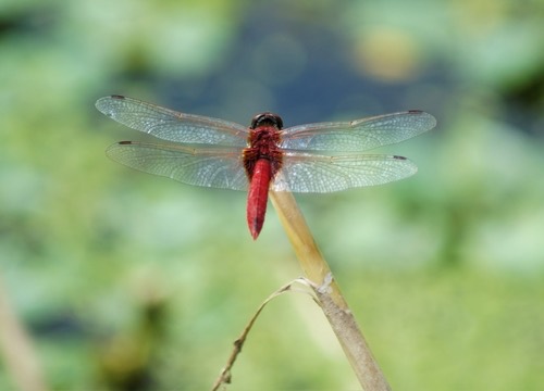 แมลงปอบ้านกลางปีกแต้มเล็ก · Scarlet Basker · Urothemis signata