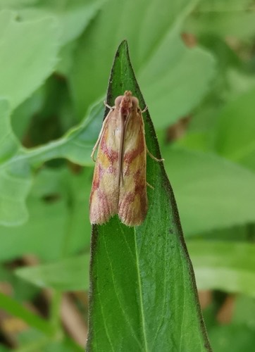Epicrocis oegnusalis