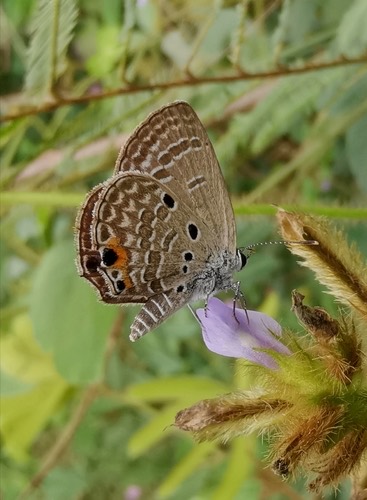 ผีเสื้อฟ้าหิ่งห้อยสีคล้ำ · Plains Cupid · Luthrodes pandava