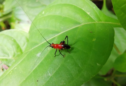 ตั๊กแตนหัวกรวยเข่าดำ · Black-kneed Meadow Katydid · Conocephalus melaenus