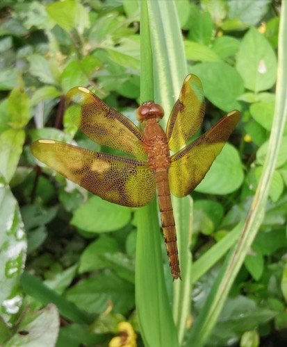 แมลงปอบ้านใหม่กลม · Russet Percher · Neurothemis fulvia