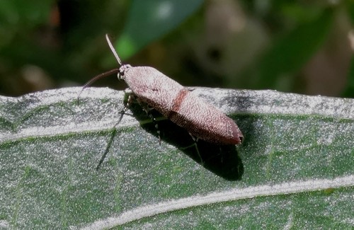 Phykodes minor