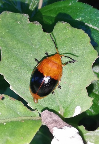 Oides palleata