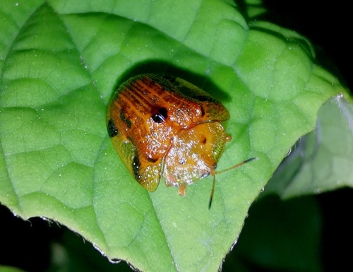Nepalese Turtle Beetle · Laccoptera nepalensis