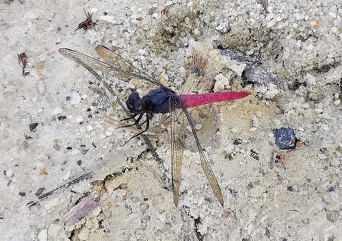 ชนิดย่อย แมลงปอบ้านเสืออกม่วงท้องแดง · Common Red Skimmer · Orthetrum neglectum