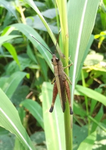 ตั๊กแตนสีตาลหนวดขาว · Phlaeoba antennata