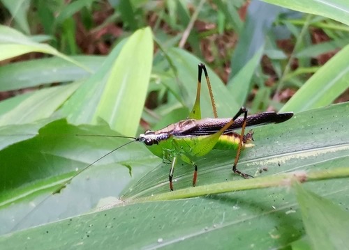 ตั๊กแตนหัวกรวยเข่าดำ · Black-kneed Meadow Katydid · Conocephalus melaenus