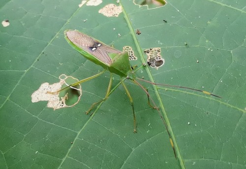 Homoeocerus bipunctatus