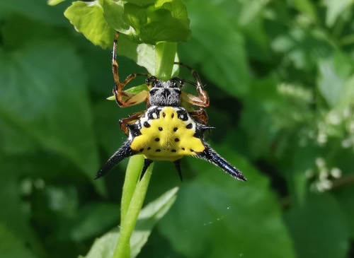 แมงมุมหลังหนามเหลืองจุดดำ · Hasselt's Spiny Spider · Macracantha hasselti