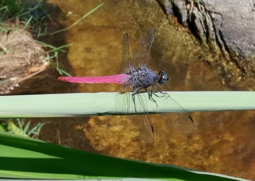ชนิดย่อย แมลงปอบ้านเสืออกม่วงท้องแดง · Common Red Skimmer · Orthetrum neglectum