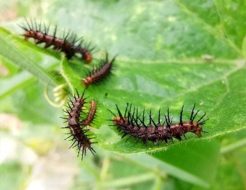 ผีเสื้อหนอนหนามกะทกรก · Tawny Coster · Acraea terpsicore