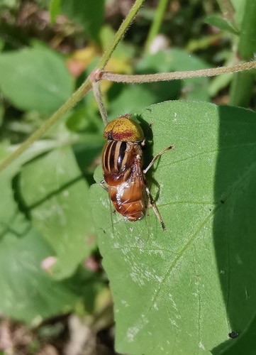 Eristalinus obliquus