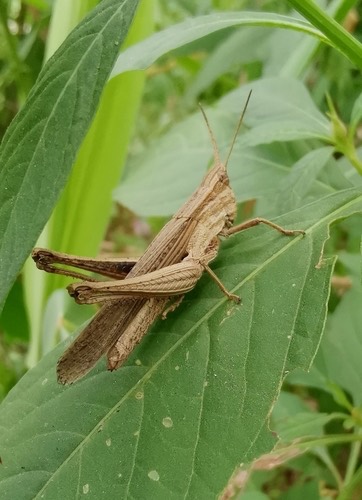 ตั๊กแตนสีตาลลายจาง · Silent Slant-Faced Grasshopper · Phlaeoba infumata
