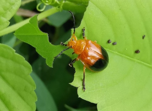 Oides palleata