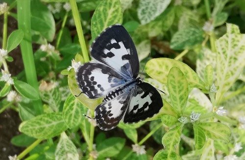 ผีเสื้อหนอนพุทราธรรมดา · Common Pierrot · Castalius rosimon