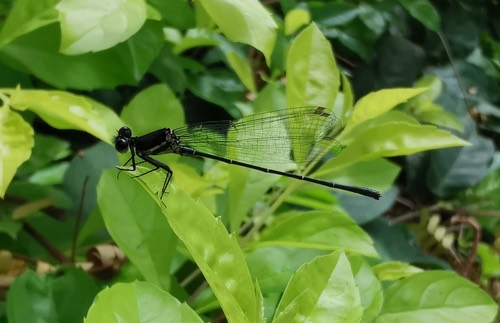 แมลงปอเข็มพุ่มดำ · Marsh Dancer · Onychargia atrocyana