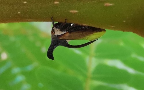 เพลี้ยจักจั่นเขา · eggplant horned planthopper · Leptocentrus taurus