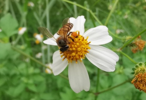 ผึ้งโพรง · Asian Honey Bee · Apis cerana