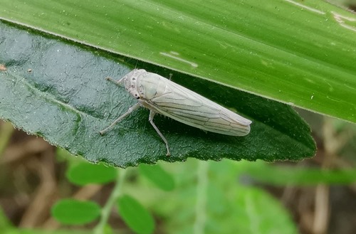 เพลี้ยจักจั่นขาวใหญ่ · White Rice Leafhopper · Cofana spectra