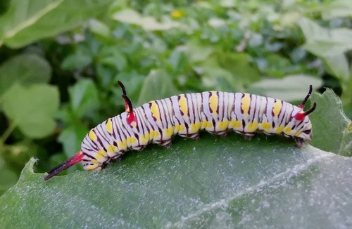 ผีเสื้อหนอนใบรักธรรมดา · Plain Tiger Butterfly · Danaus chrysippus