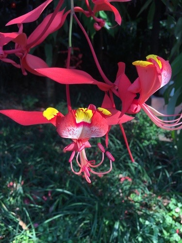 โสกระย้า · Pride of Burma · Amherstia nobilis