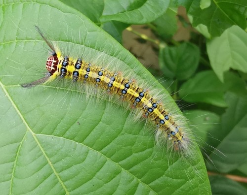 Rose Myrtle Lappet Moth · Trabala vishnou