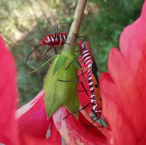 มวนแดงฝ้ายอินเดีย · Indian Cotton Stainer · Dysdercus cingulatus