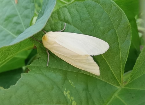 Siam Weed Defoliator · Pareuchaetes pseudoinsulata