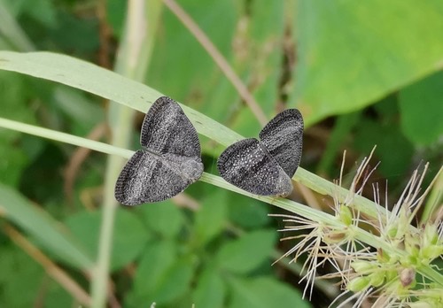 Trigonrecava taeniata