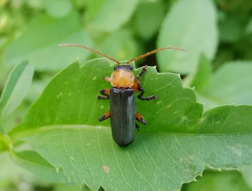 Martin's Soldier-beetle · Paradiscodon martini