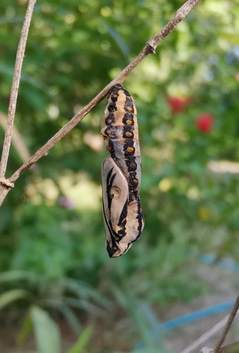 ผีเสื้อหนอนหนามกะทกรก · Tawny Coster · Acraea terpsicore