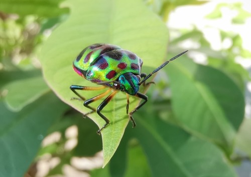 มวนตองแตก · Lychee Shield Bug · Chrysocoris stollii