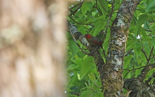 นกกะรางแก้มแดง · Scarlet-faced Liocichla · Liocichla ripponi