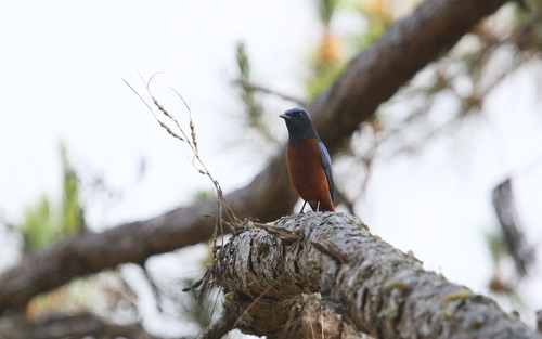 นกกระเบื้องท้องแดง · Chestnut-bellied Rock-Thrush · Monticola rufiventris