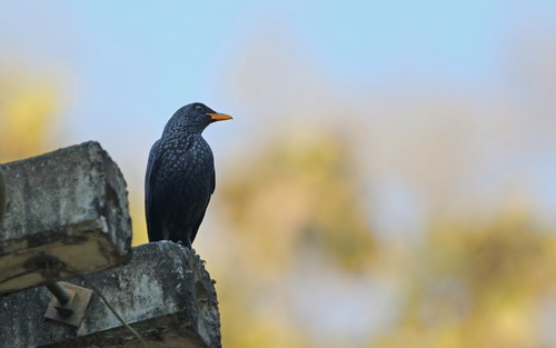 นกเอี้ยงถ้ำ · Blue Whistling-Thrush · Myophonus caeruleus